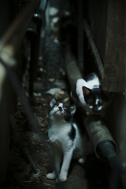 塞尔维亚男篮在欧洲预赛中奋勇拼搏,开启奥运新篇章,塞尔维亚男子篮球队