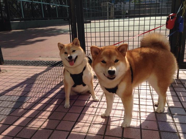 意甲超级战役:激情与战术的完美舞台,意甲战术强在哪里